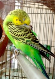 Gute Nacht und süße Träume - Typische Schlafhaltung vieler Ziervögel: Sie stecken den Kopf unter einen Flügel. 