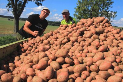 Gutes Kartoffeljahr im Vogtland: Laura lässt Landwirte lachen - Robert Sammer und Christian Kluge-Sammer (von links) bauen Laura an, eine der beliebtesten roten Sorten an.