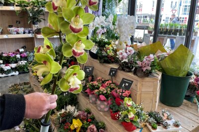 Händler in Aue und Bad Schlema wollen Frauen zu ihrem Ehrentag überraschen - Bei einigen Händlern in Aues Innenstadt und in der Kurpassage Bad Schlema gibt es heute Blumen zum Frauentag.