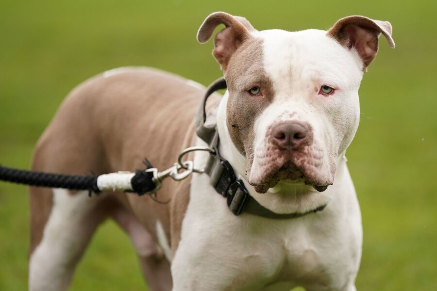 Halterin in London von eigenem Hunden totgebissen - Ein XL-Bully-Hund namens Riz in Birmingham.