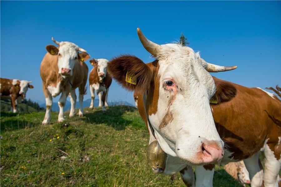 Kunden sollen künftig viel mehr Milchprodukte von glücklichen Kühen im Kühlregal finden. 