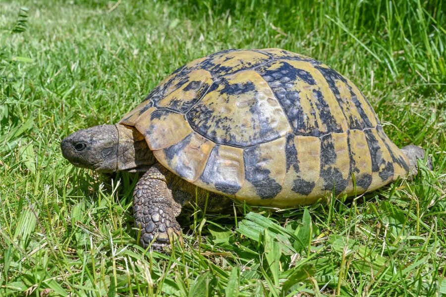 Happyend für Ausreißer in Reichenbach: Besitzer holt Schildkröte ab - Eine solche Griechische Landschildkröte hatte das Ordnungsamt ein paar Tage in Obhut genommen.