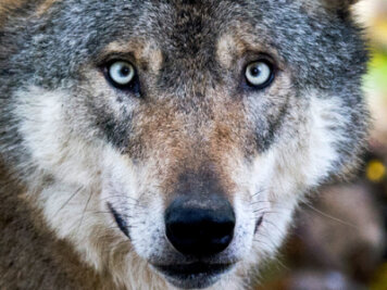 Hartha: Verdacht auf Wolf erhärtet sich - 
