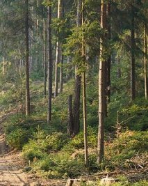 Hartmannsdorfer Forst wieder freigegeben - 