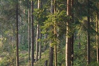 Hartmannsdorfer Forst wieder freigegeben - 