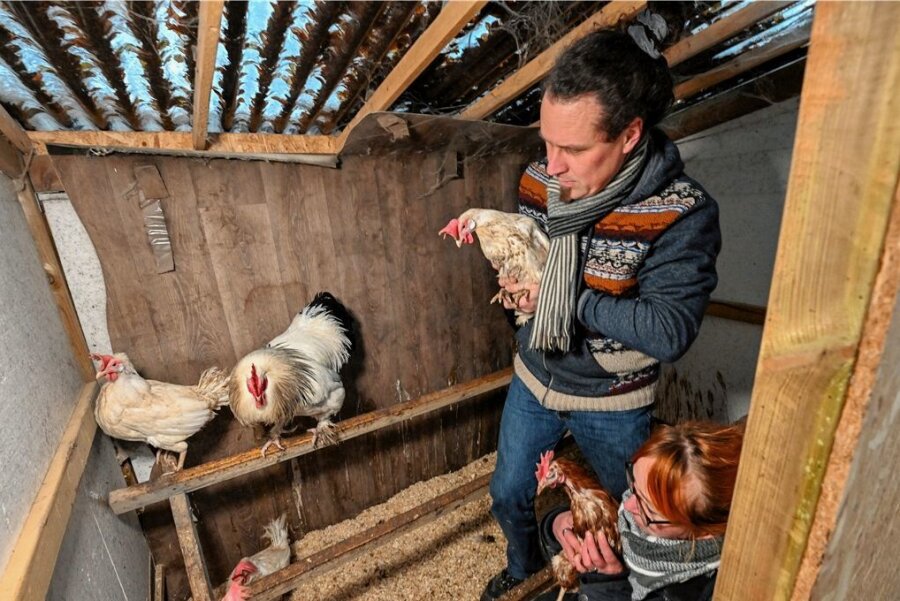 Hartmannsdorfer rettet Hühner aus Legebatterien - Sabrina Lopens und Burkhard Werner retteten Mitte Januar neun Hühner aus einer Legebatterie. 