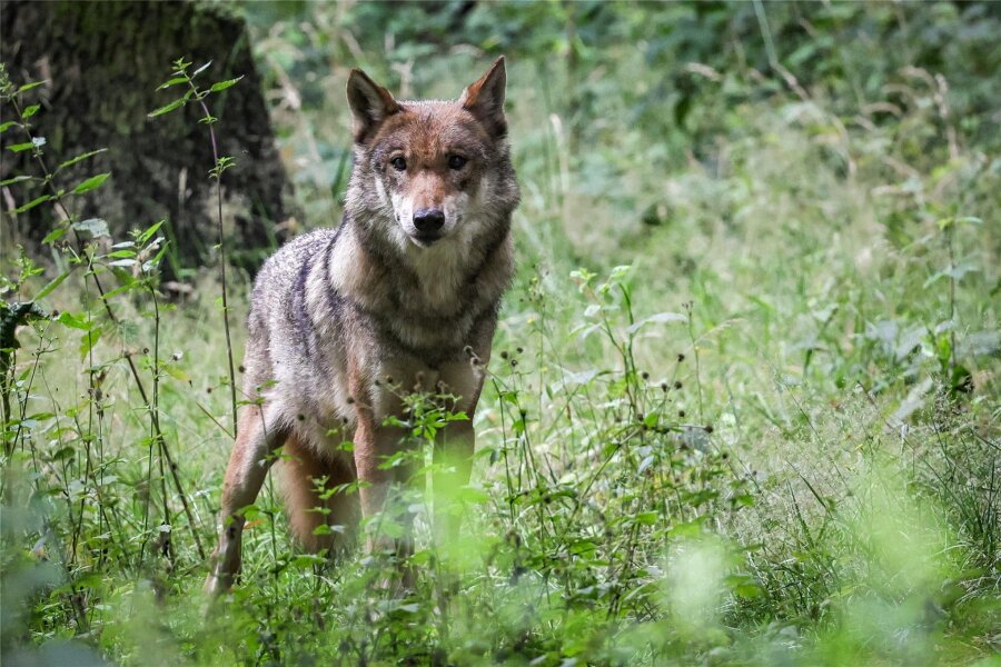 Hat im oberen Vogtland wieder ein Wolf zugeschlagen? - Ausgewachsener weiblicher Wolf. Aktuell gibt es in Sachsen 38 Rudel.