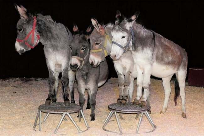 Haustierdressuren und Feuerzauber in der Manege: Zirkus Karl Buch in Thalheim - Manolito, der „Häuptling“, wird vorführen, welche Kunststücke die vier Esel des Zirkus beherrschen.