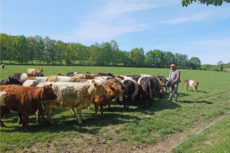 Eine der Weiden vom Biohof Haupt in Niederbobritzsch. Die Haupts betrieben ganzjährige Weidehaltung mit ihren Galloway-Rindern.