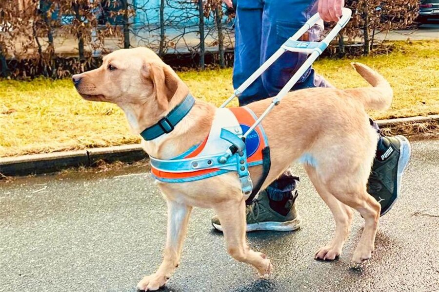 Helfer auf vier Pfoten erhalten in Erlabrunn eine solide Ausbildung - Blindenführhunde werden seit vielen Jahren im Hundezentrum Münzner in Erlabrunn ausgebildet und sind bundesweit gefragt.
