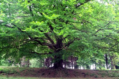 Helfer gesucht: Großer Arbeitseinsatz am Samstag im Leubnitzer Park - Sehr alte Bäume gibt es im Leubnitzer Schlosspark.