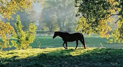 Herbstliche Idylle mit Pferd - 