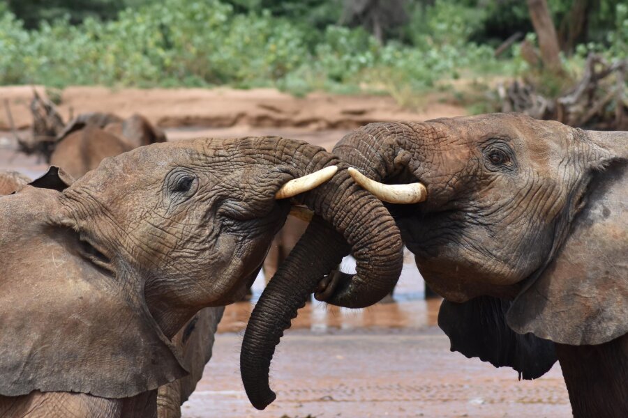 "Hey, Dumbo!" - Geben sich Elefanten Namen? - Elefanten sprechen sich einer Studie zufolge womöglich mit namenähnlichen Rufen an.