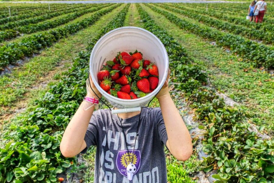 Hier in Sachsen können Erdbeeren selbst gepflückt werden - 