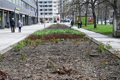 Hier soll es bald schöner werden in Chemnitz: Neue Pflanzen für die Brückenstraße - Ein bisschen grün und viel grau: Die Beete an der Brückenstraße sind aktuell kein schöner Anblick. Das soll sich nun ändern.