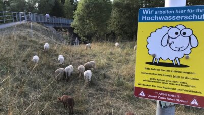 Hingucker am Damm: Vierbeiner in Flöha im Dienst des Hochwasserschutzes - 