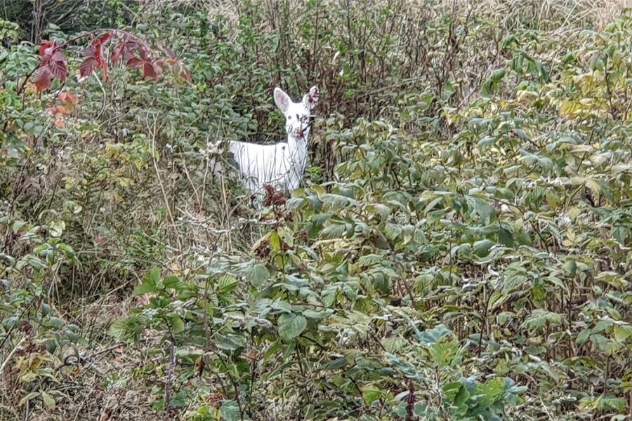 Hingucker im Erzgebirge: „Das weiße Reh stand im Gestrüpp und schaute mich an“ - Der Wanderer und Fotograf hatte sogar noch Zeit, das Tier mit der Kamera zu vergrößern.