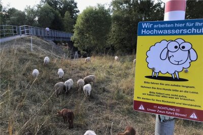 Hingucker in Flöha: Wie Schafe für den Hochwasserschutz arbeiten - 