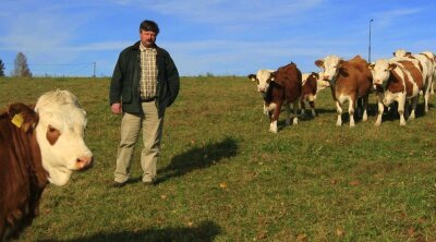 "Hinterwälder" überleben im Gebirge - 
              <p class="artikelinhalt">Jörg Nestler aus Rittersgrün hat ein anspruchsvolles Hobby zum Nebenerwerb gemacht: Er züchtet die von Aussterben bedrohte Rinderrasse "Hinterwälder". </p>
            