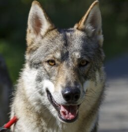 Hinweis auf Wolfhunde: Jöhstadt zahlt mehr ans Tierheim - In Steinbach wurden voriges Jahr zwei Wolfhunde aufgegriffen. Sie werden seitdem im Tierheim in Neu-Amerika betreut. 