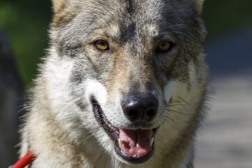 Hinweis auf Wolfhunde: Jöhstadt zahlt mehr ans Tierheim - In Steinbach wurden voriges Jahr zwei Wolfhunde aufgegriffen. Sie werden seitdem im Tierheim in Neu-Amerika betreut. 