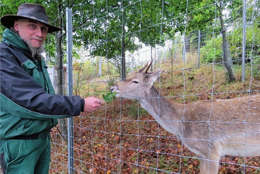 Hirsch aus dem Klingenthaler Tierpark zieht in den Taunus -  Tierparkleiter Tino Richter füttert auf diesem Archiv-Foto aus dem Jahr 2016 den jungen Damwild-Hirsch Daris.