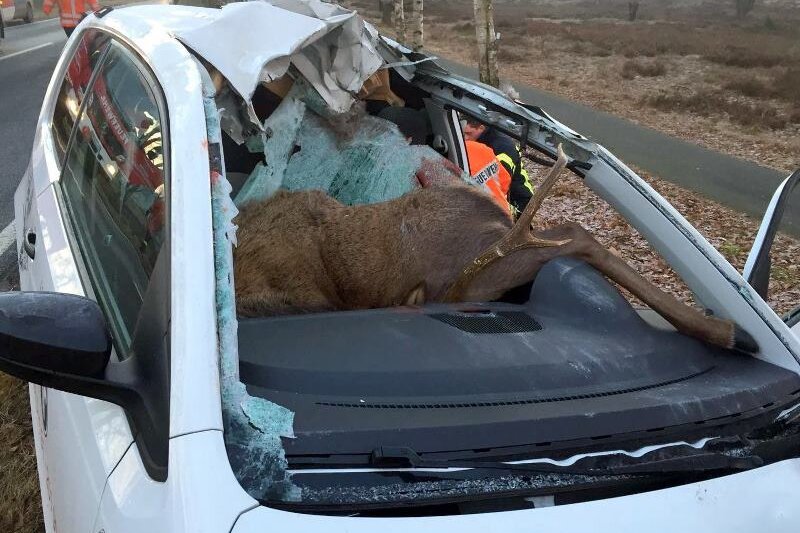 Hirsch kracht durch Windschutzscheibe - Mit 250 Kilogramm Kampfgewicht kollidierte ein Hirsch bei Wesel mit einem Auto und starb.