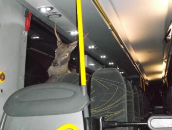 Hirsch landet bei Verkehrsunfall im Bus - 