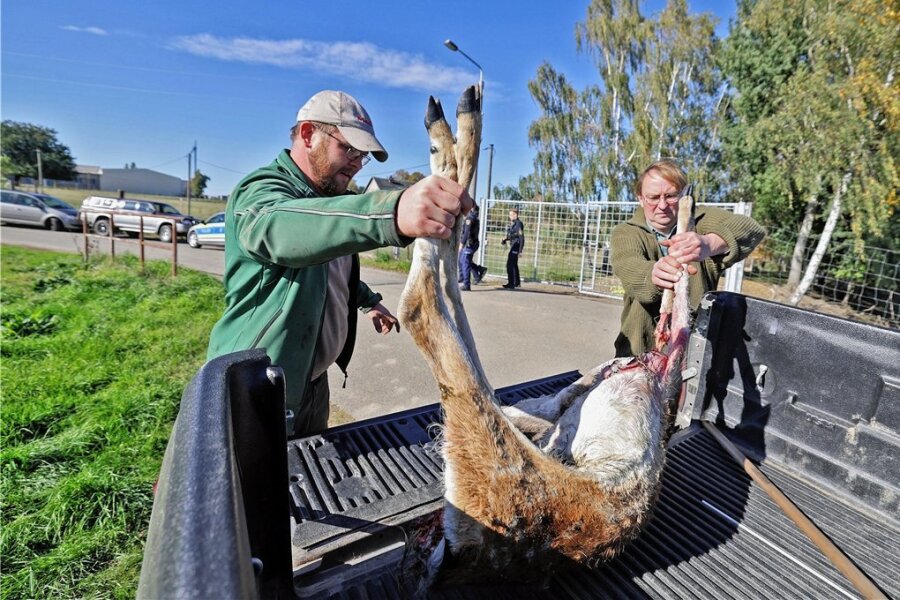 Hirschkuh erschossen: Treiben in Callenberg Wilderer ihr Unwesen? - Besitzer Georg Stiegler (links) und Jagdberater Michael Schönherr tragen das erschossene Tier auf eine Ladefläche.