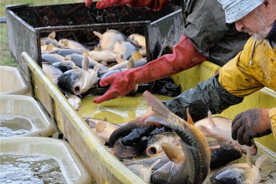 Hitze, Futterpreise und Geschmackssache: So schwer hat s der "Öko-Fisch" Karpfen - Mitarbeiter eines Fischwirtschaftsbetriebes sortieren Karpfen aus dem Schadebachteich in Nordsachsen. 