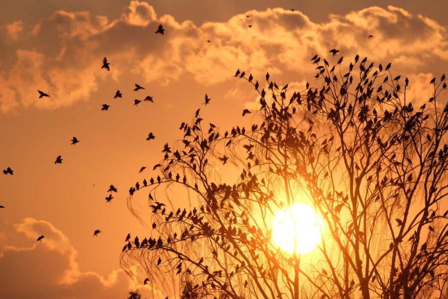 Hitze in Sachsen - sechs Orte brechen bisherigen Tagesrekord - Stare fliegen zu einem Baum, während im Hintergrund die Sonne untergeht. Auch in der kommenden Woche wird das Wetter von glühender Sommerhitze bestimmt. 