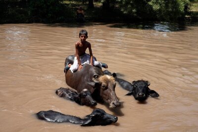 Hitzewarnung in Pakistan: Temperaturen über 50 Grad - Ein Junge sitzt auf einem Büffel, während er sich bei heißem Wetter in einem Kanal abkühlt.