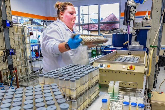 Milchwirtschaftslaborantin Jana Bellmann bei der Molkereigüteprüfung. Um eine gleichmäßige Durchmischung der Proben in den Probengläsern zu erreichen, müssen diese von Hand geschüttelt werden.