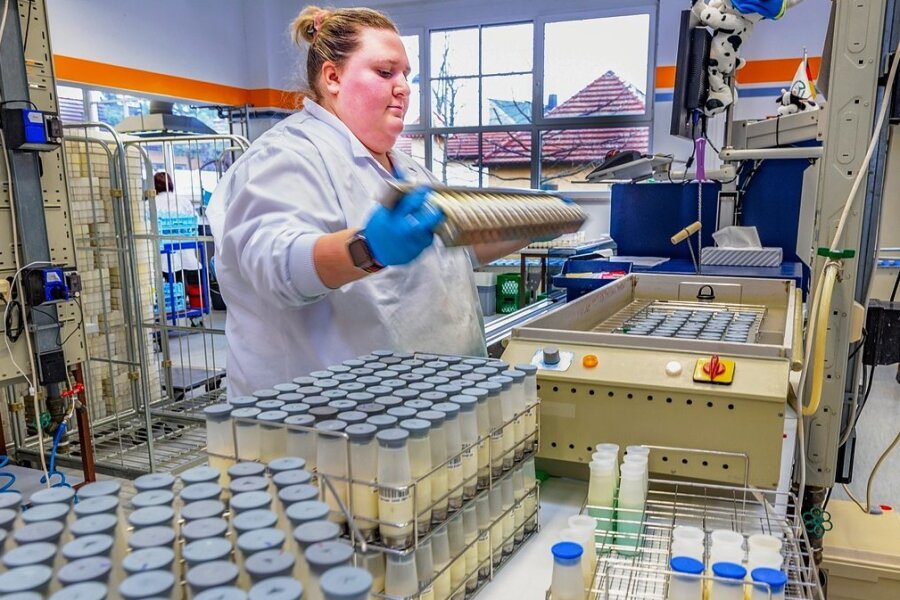 Milchwirtschaftslaborantin Jana Bellmann bei der Molkereigüteprüfung. Um eine gleichmäßige Durchmischung der Proben in den Probengläsern zu erreichen, müssen diese von Hand geschüttelt werden.
