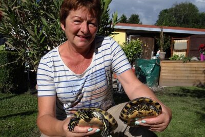Hochwasser in Oelsnitz: Happy End für Schildkröten und Besitzerin - Gabriele Bergler mit ihren beiden Schildkröten.