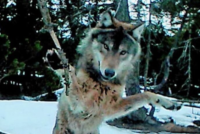 Hoffnung auf Nachwuchs bei Wolfspaar im Erzgebirge - Bitte recht freundlich: Wenn der Wolf eine Wildkamera entdeckt. 