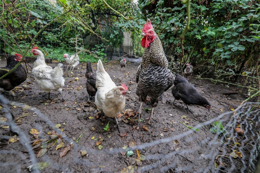 Hohenstein-Ernstthal: Exzessive Hühnerhaltung in der Innenstadt muss reduziert werden - Nachbarn vermuten, dass sich immer nur ein Teil der Hühner im Außengelände befindet, der Großteil hingegen im Haus untergebracht ist.