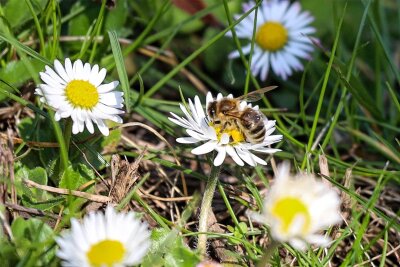 Holzbienen, Eidechsen und erste Frühlingsboten in Lichtenwalde und Sachsenburg - Bienen suchen auf den Wiesen in Mittelsachsen nach Nektar.