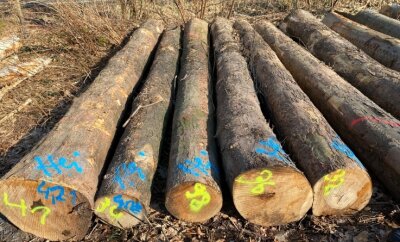 Holzeinschlag für stabilen Wald - Bei Laubbäumen ist es wichtig, dass der Holzeinschlag in der Saftruhe im Winterhalbjahr erfolgt.