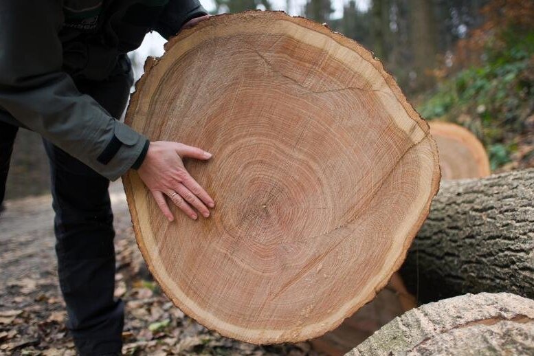 Sachsens Landesregierung lehnt trotz stark gestiegener Preise für Holz und andere Rohstoffe staatliche Eingriffe in den Markt ab.