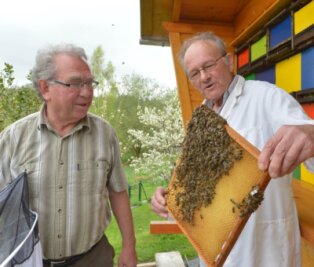 Honigbienen ringen ums Überleben - Klaus-Jürgen Arnold und Gotthold May ( v. l.) bei der Fachsimpelei an einer Bienenwabe. Die beiden Imker betreiben ihr Hobby seit 50 Jahren.