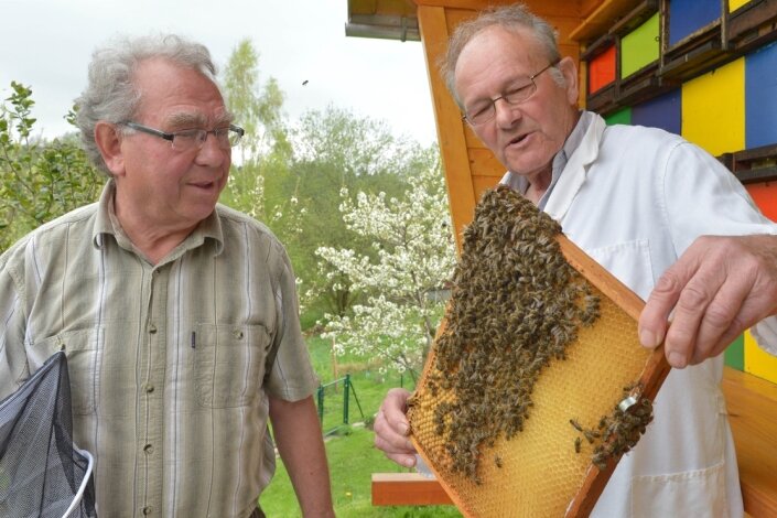 Honigbienen ringen ums Überleben - Klaus-Jürgen Arnold und Gotthold May ( v. l.) bei der Fachsimpelei an einer Bienenwabe. Die beiden Imker betreiben ihr Hobby seit 50 Jahren.