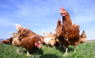 Hühner und Tauben aus Stall in Meerane gestohlen - Acht Hennen, ein Hahn und mehrere Tauben wurden aus einem Stall in Meerane gestohlen.