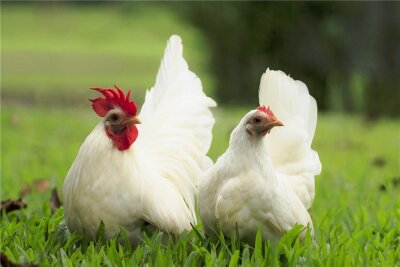 Hühnerverbot im Kleingarten - Wir sollen draußen bleiben. 