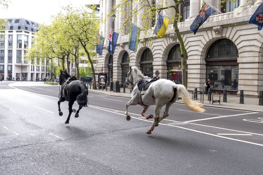 Huf-Alarm in London: Pferde galoppieren durch City - Die zwei entlaufenen Pferde in London in der Nähe von Aldwych.