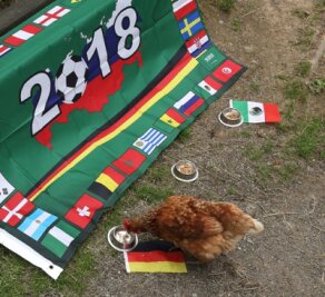 Huhn Gageleia tippt fürs Auftaktspiel auf die deutsche Nationalelf - Huhn Gageleia ist zielstrebig zu dem Napf mit der Deutschlandflagge gelaufen.