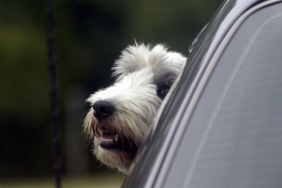 Hund bei brütender Hitze im Auto: Kein Einzelfall für Zwickauer Ordnungshüter - Hunde können ihre Körpertemperatur nicht durch Schwitzen regulieren. Ein offenes Fenster reicht daher nicht.