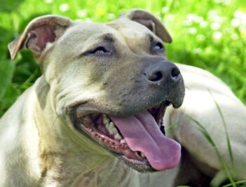 Hund beißt Kinder in England - Halterin muss vier Jahre ins Gefängnis - Ein Hund der Rasse American Staffordshire Terrier.