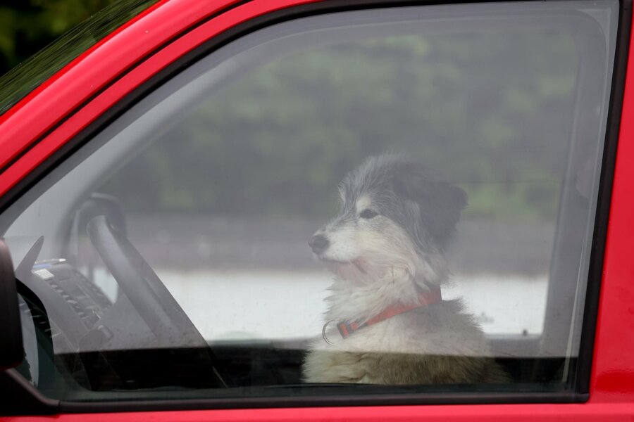 Hund in Zwickau in heißem Auto gestorben – Tierschützer erstatten Anzeige - Autos können im Sommer schnell zur Sauna werden. Hunde sollten dort nie allein gelassen werden.