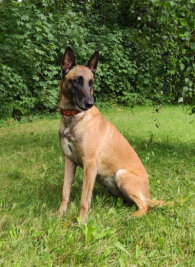 Hund spürt vermissten Senior in Etzdorf auf - Wiky spürte einen Vermissten auf.